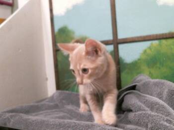 Domestic Short Hair Cats Available for Adoption - LARRY | PetCurious