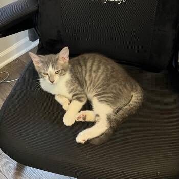 Mayo -  Domestic Short Hair Cat for Adoption in Morristown, Vermont - Mayo | PetCurious