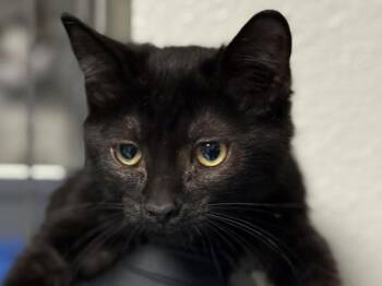 Garnet -  Domestic Short Hair Cat for Adoption in Portland, Oregon - Garnet | PetCurious