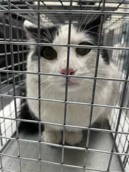 RUNES -  Domestic Medium Hair Cat for Adoption in Las Vegas, Nevada - RUNES | PetCurious