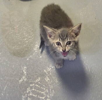 Rescue Tabby Cats for Adoption in Ellijay, Georgia - Sassy Girl | PetCurious