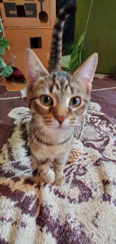 Rescue Domestic Short Hair and Tabby Cats for Adoption in Traverse City, Michigan - Alice | PetCurious