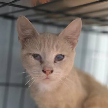 Sonoma -  Domestic Short Hair Cat for Adoption in Huntsville, Alabama - Sonoma | PetCurious