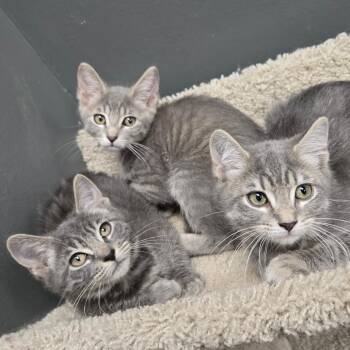 Dallas -  Domestic Short Hair Cat for Adoption in Buffalo, New York - Dallas | PetCurious