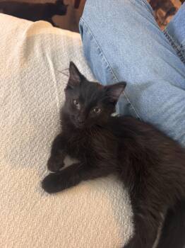 Void -  Domestic Medium Hair Cat for Adoption in Nashville, Tennessee - Void | PetCurious
