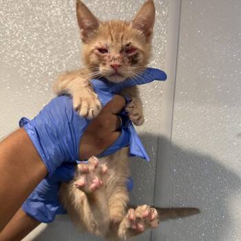Shitake* -  Domestic Short Hair Cat for Adoption in San Gabriel, California - Shitake* | PetCurious