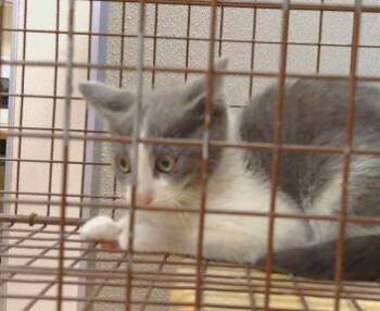 A919736 -  Domestic Short Hair Cat Available for Adoption in Sacramento, California - A919736 | PetCurious