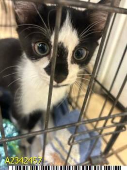 GHOSTFACE -  Domestic Short Hair Cat for Adoption in West Palm Beach, Florida - GHOSTFACE | PetCurious