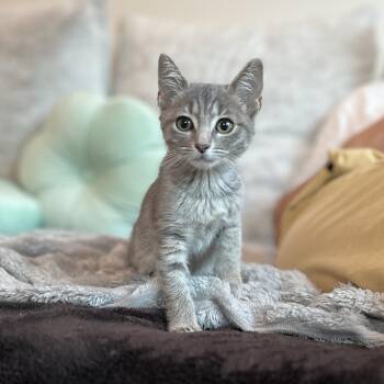 Cryssie -  Domestic Short Hair and Siamese Cat for Adoption in New Bern, North Carolina - Cryssie | PetCurious