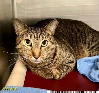 Domestic Short Hair Cats Available for Adoption - BLUE | PetCurious