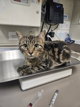 Rescue Domestic Short Hair Cats for Adoption in Gray, Louisiana - Cobweb | PetCurious