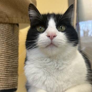 Cinderella Kat -  Domestic Short Hair Cat for Adoption in Baltimore, Maryland - Cinderella Kat | PetCurious