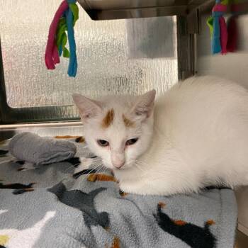Nutmeg A220763 -  Domestic Short Hair Cat for Adoption in Plano, Texas - Nutmeg A220763 | PetCurious