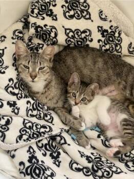 Domestic Short Hair Cats Available for Adoption in Ruskin, Florida - Baby | PetCurious