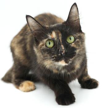 Momo is our magical floofy momma - ANGEL kitty - WATCH HER VIDEO -  Maine Coon and Tortoiseshell Cat for Adoption in Bedford Hills, New York - Momo Is Our Magical Floofy Momma - ANGEL Kitty - WATCH HER VIDEO | PetCurious