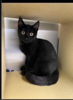Toothless -  Domestic Short Hair Cat for Adoption in Lafayette, Colorado - Toothless | PetCurious