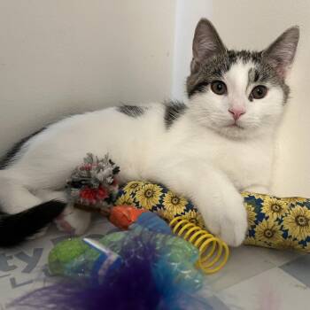 Domestic Short Hair Cats Available for Adoption in Massillon, Ohio - Cornelius | PetCurious