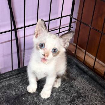 Trash Panda -  Snowshoe and Domestic Short Hair Cat for Adoption in Boerne, Texas - Trash Panda | PetCurious