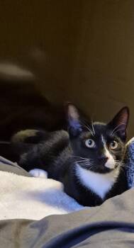 Lime Rickey -  Domestic Short Hair Cat for Adoption in Springfield, Oregon - Lime Rickey | PetCurious
