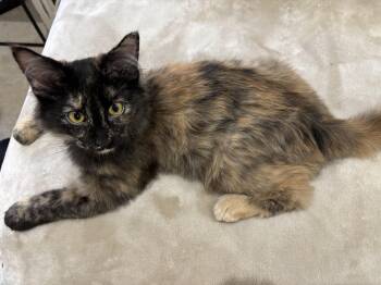 Rescue Domestic Medium Hair Cats for Adoption in Lubbock, Texas - Tuna | PetCurious