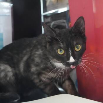 Blue -  Domestic Short Hair Cat for Adoption in Coachella, California - Blue | PetCurious