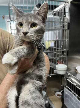 Boosie Frog (TAS) -  Domestic Short Hair Cat for Adoption in Trenton, New Jersey - Boosie Frog (TAS) | PetCurious
