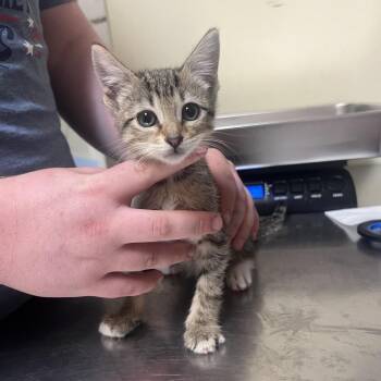 Burrito Mars -  Domestic Short Hair Cat for Adoption in Monroe, Louisiana - Burrito Mars | PetCurious