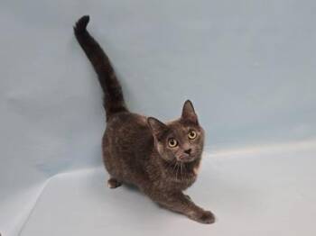 Ariel -  Domestic Short Hair Cat for Adoption in Minneapolis, Minnesota - Ariel | PetCurious