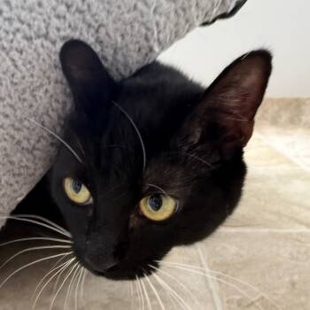 Rescue Domestic Short Hair Cats for Adoption in Midland, Texas - Sassy | PetCurious