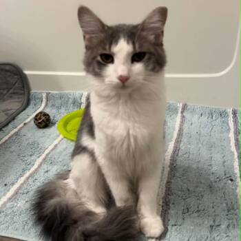 Fritz -  Domestic Medium Hair Cat for Adoption in Antioch, California - Fritz | PetCurious