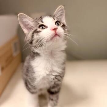 American Shorthair Cats Available for Adoption in Freeport, Florida - Kona | PetCurious