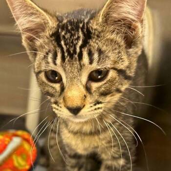 Cookie Cutter -  Domestic Short Hair Cat for Adoption in Walnut Creek, California - Cookie Cutter | PetCurious