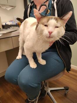 Mister -  Snowshoe and Siamese Cat for Adoption in San Jose, California - Mister | PetCurious