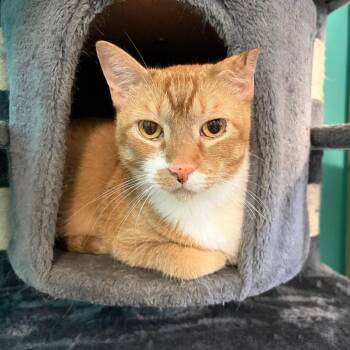 Smokey -  Domestic Short Hair Cat for Adoption in Lake Jackson, Texas - Smokey | PetCurious