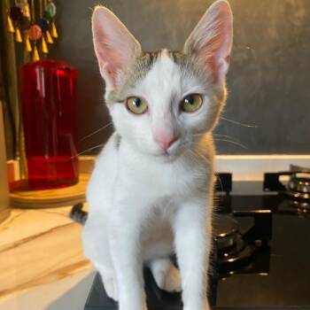 Mr. Cuddly PonPon -  Domestic Short Hair Cat for Adoption in Ridgefield, Washington - Mr. Cuddly PonPon | PetCurious