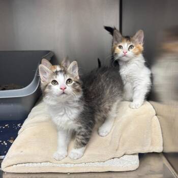 Michelada -  Domestic Long Hair Cat for Adoption in Los Angeles, California - Michelada | PetCurious