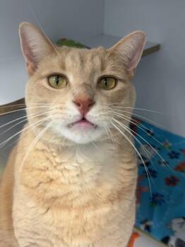 Spyro -  Domestic Medium Hair Cat for Adoption in Trenton, Maine - Spyro | PetCurious