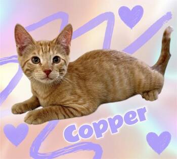 COPPER -  Domestic Short Hair Cat for Adoption in Visalia, California - COPPER | PetCurious
