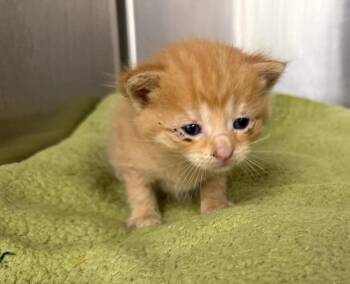 Michelangelo -  Domestic Short Hair Cat for Adoption in La Porte, Indiana - Michelangelo | PetCurious
