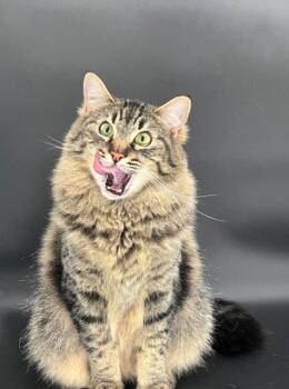 Tabby and Siberian Cats Available for Adoption in Walnut Creek, California - Jinx | PetCurious
