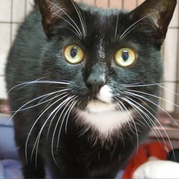 Britta -  Domestic Short Hair Cat for Adoption in Monroe, Louisiana - Britta | PetCurious