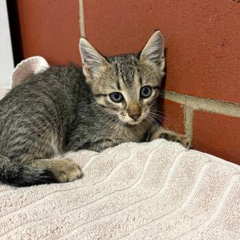 Rascal -  Domestic Short Hair Cat for Adoption in Cabot, Arkansas - Rascal | PetCurious