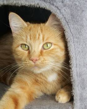 Rescue Domestic Short Hair Cats for Adoption in Fishers, Indiana - Autumn | PetCurious