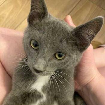 Rescue Domestic Short Hair Cats for Adoption in Harrington, Delaware - Merlin | PetCurious