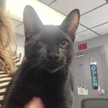 Simi -  Domestic Short Hair Cat for Adoption in Spokane, Washington - Simi | PetCurious