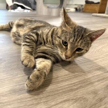 Leah -  Domestic Short Hair Cat for Adoption in Goshen, Indiana - Leah | PetCurious