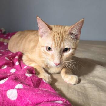 Domestic Short Hair Cats Available for Adoption - Zipper (#2) | PetCurious