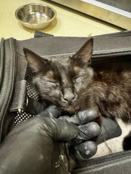 SNIPER -  Domestic Short Hair Cat for Adoption in Fremont, California - SNIPER | PetCurious