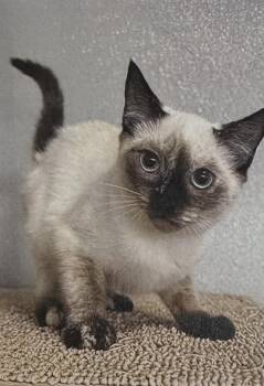 Simone -  Domestic Short Hair Cat for Adoption in Fort Madison, Iowa - Simone | PetCurious