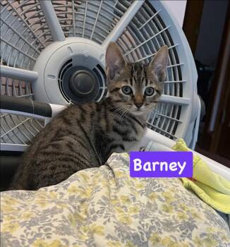 Barney -  Tabby and Domestic Short Hair Cat for Adoption in Yardley, Pennsylvania - Barney | PetCurious